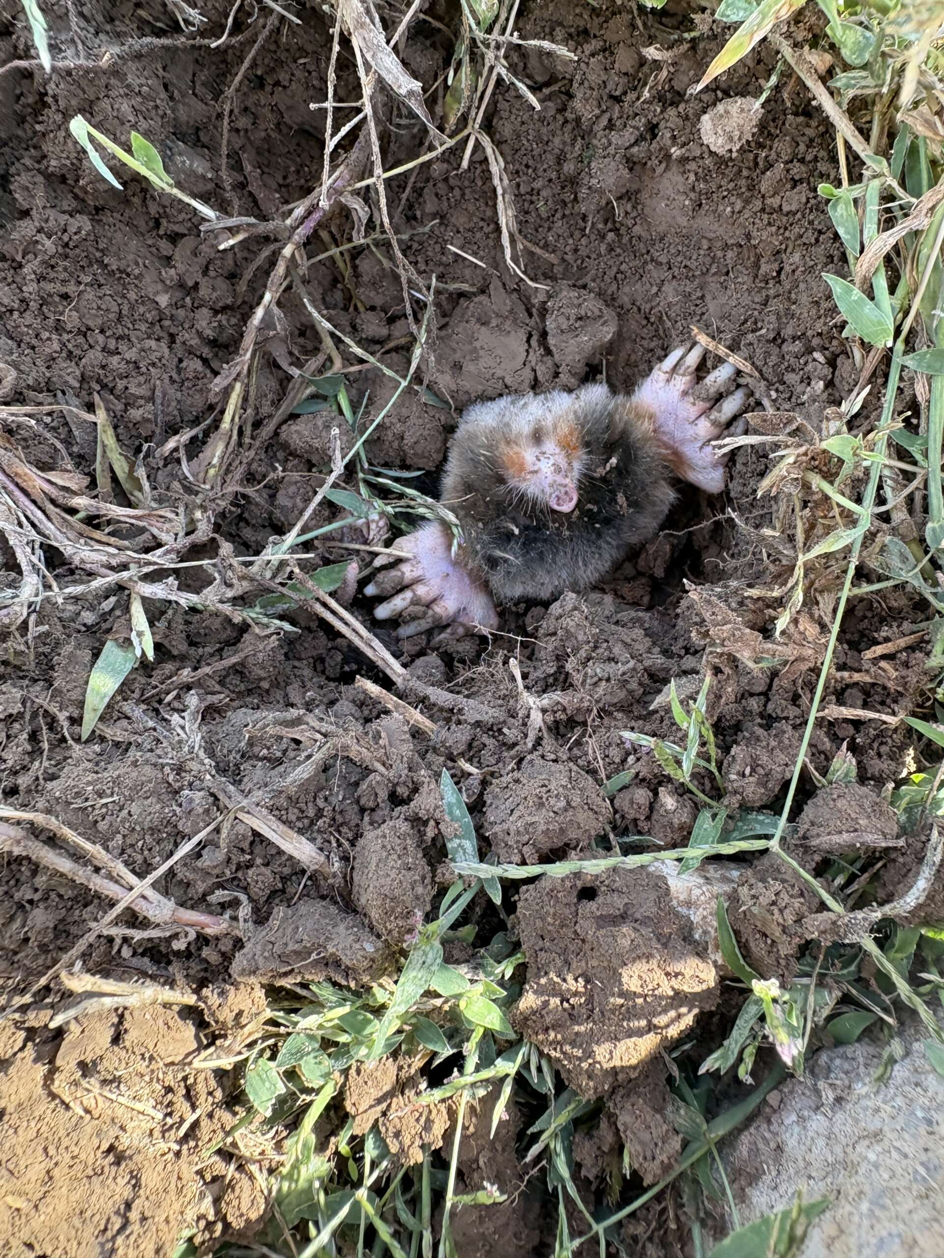 Wildlife removal