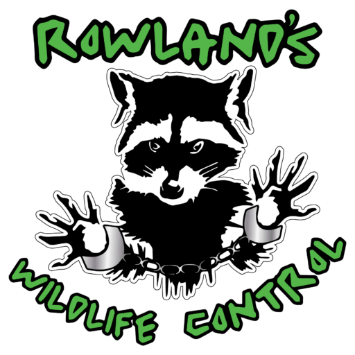 Rowland's Wildlife
